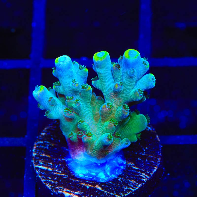 TSA Bollywood Acropora Coral