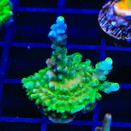 TSA Bollywood Acropora Coral