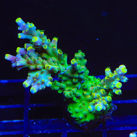 TSA Bollywood Acropora Coral