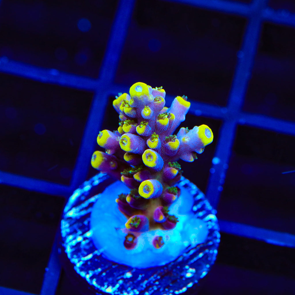 TSA Bollywood Acropora Coral