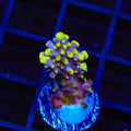 TSA Bollywood Acropora Coral