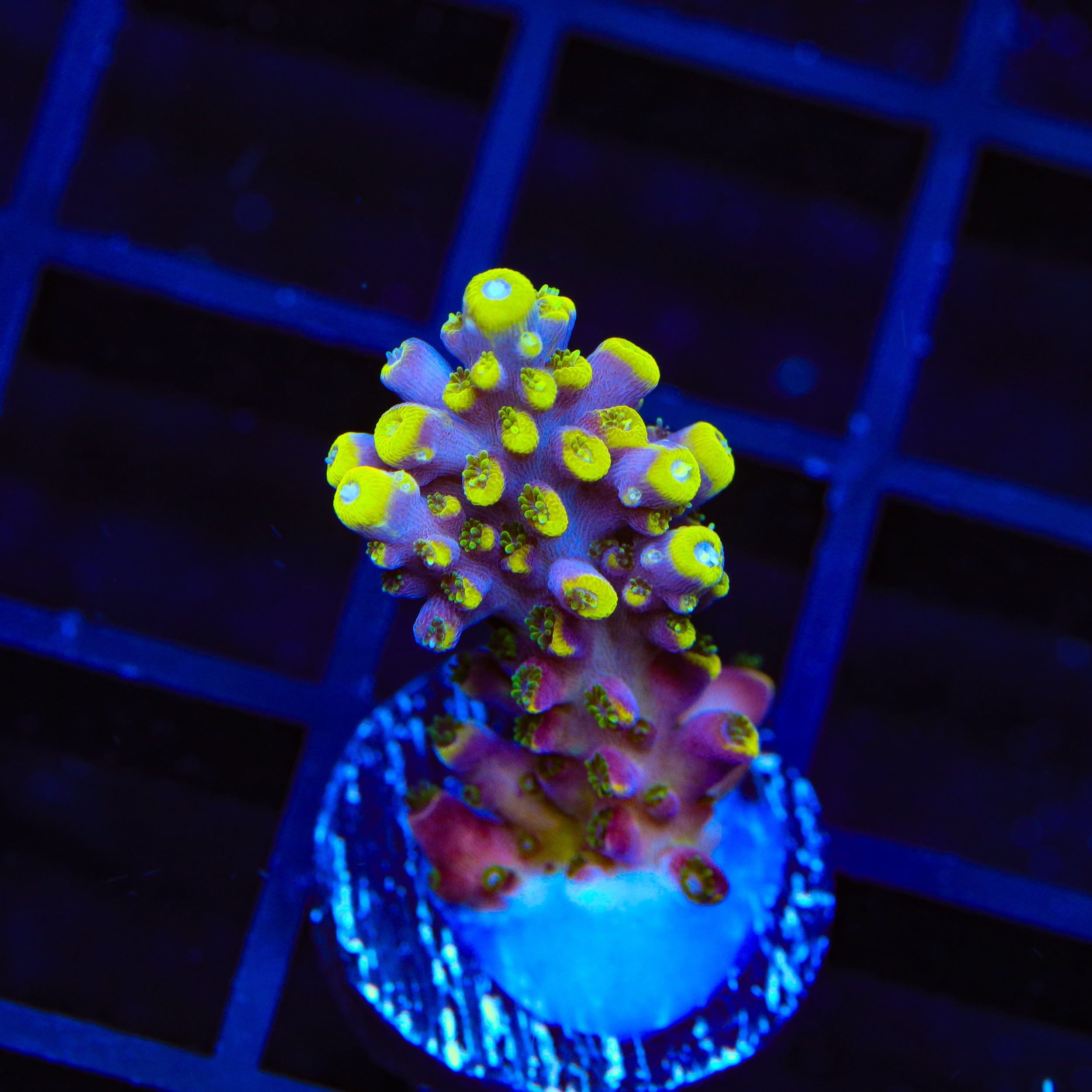 TSA Bollywood Acropora Coral