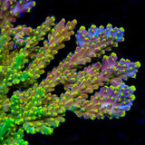 TSA Bollywood Acropora Coral