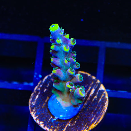 TSA Bollywood Acropora Coral