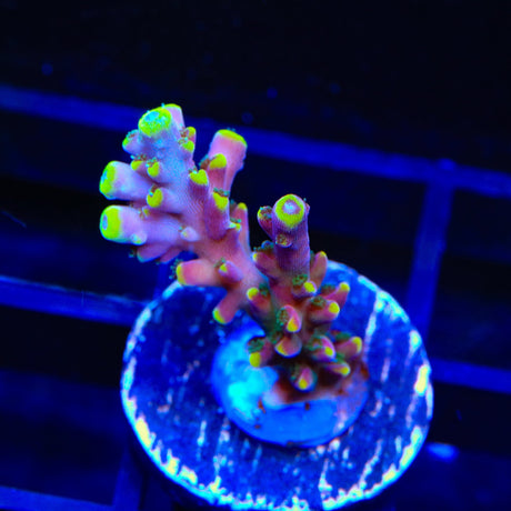 TSA Bollywood Acropora Coral