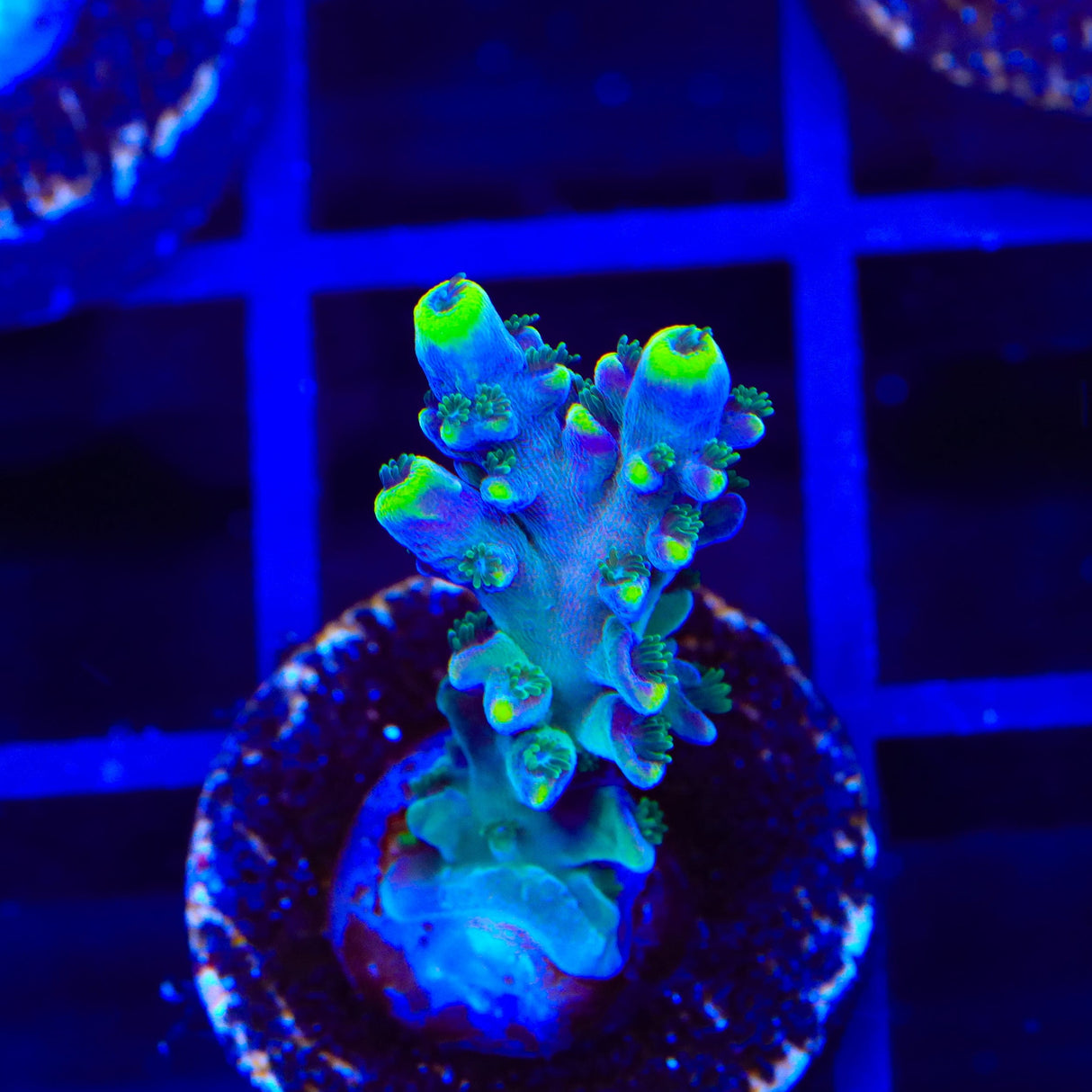 TSA Bollywood Acropora Coral