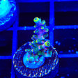 TSA Bollywood Acropora Coral