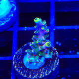 TSA Bollywood Acropora Coral