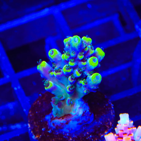 TSA Bollywood Acropora Coral