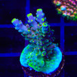 TSA Bollywood Acropora Coral
