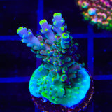 TSA Bollywood Acropora Coral