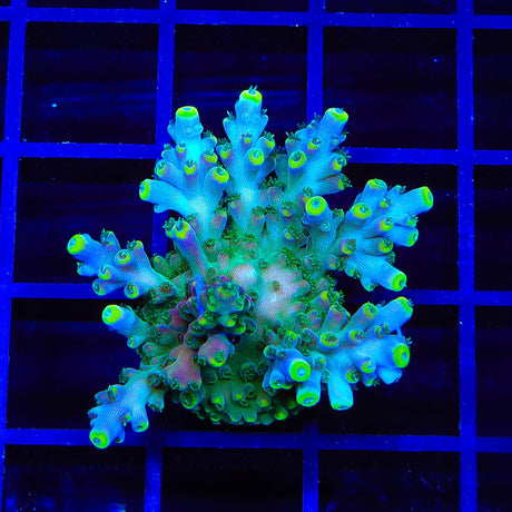 TSA Bollywood Acropora XL Frag Coral