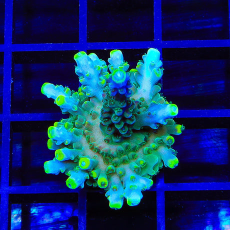 TSA Bollywood Acropora XL Frag Coral