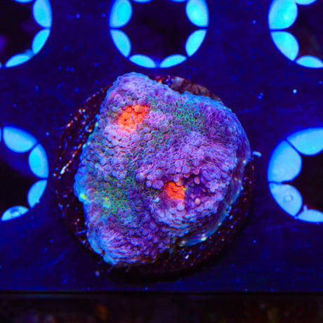 TSA Bombay Chalice Coral
