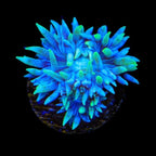 TSA Booberry Duncan Coral