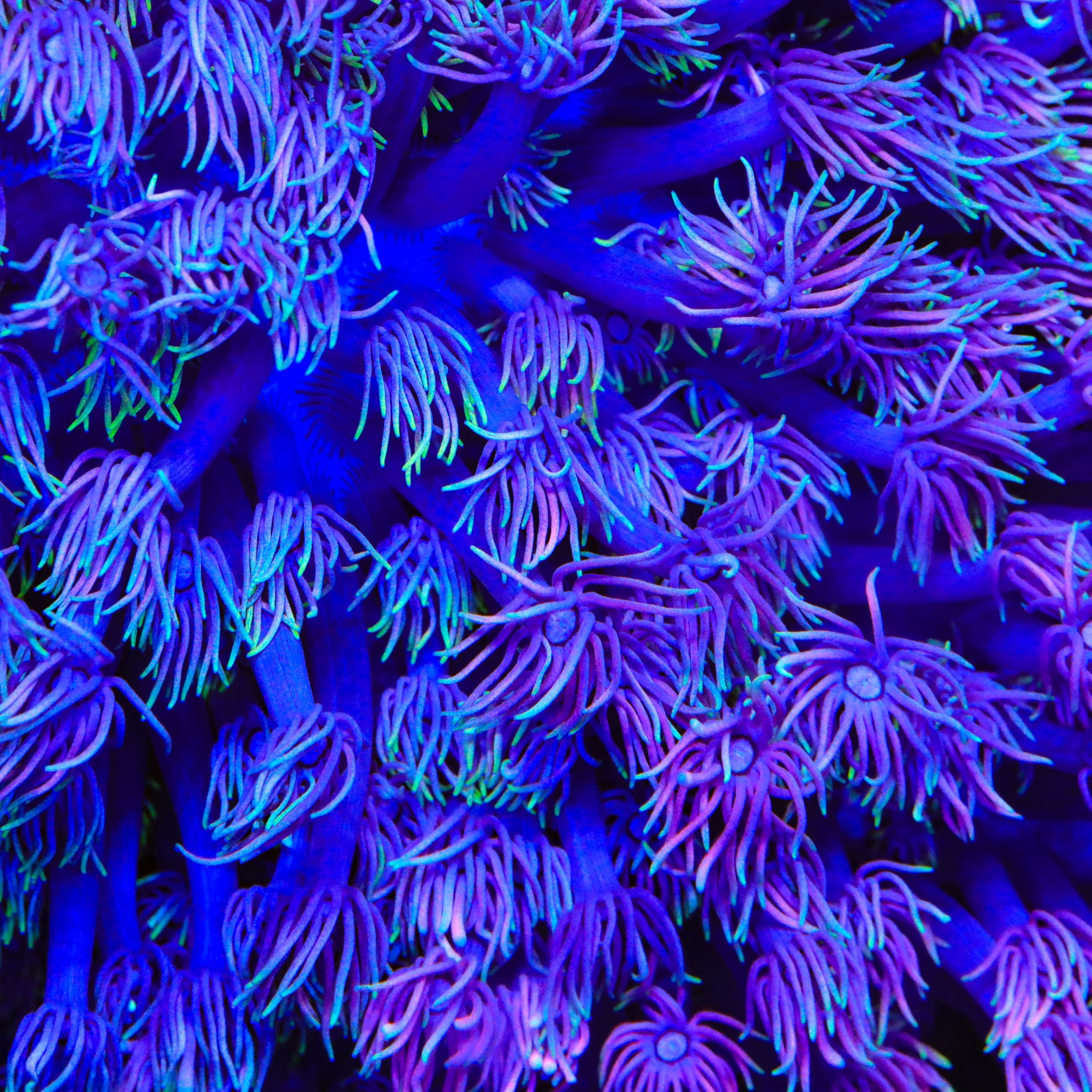 TSA Boogie Night Goniopora Coral