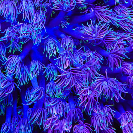 TSA Boogie Night Goniopora Coral