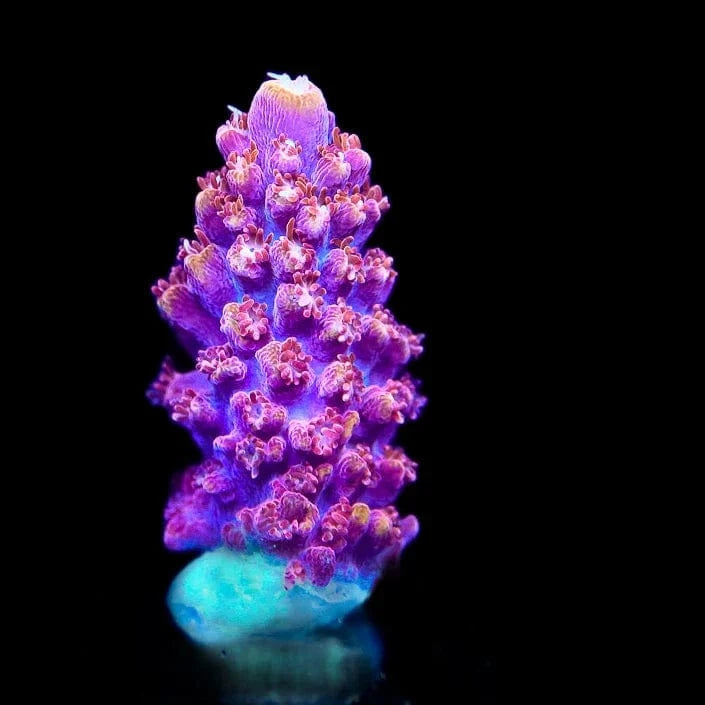 TSA Bottle Rocket Acropora Coral