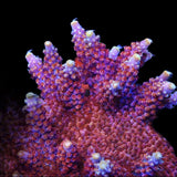 TSA Bottle Rocket Acropora Coral