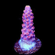 TSA Bottle Rocket Acropora Coral