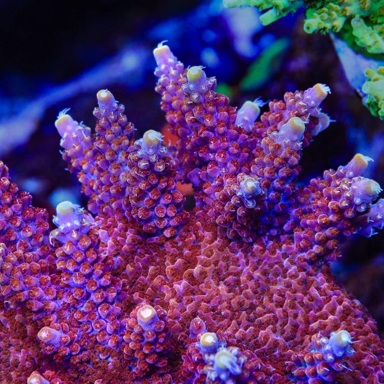 TSA Bottle Rocket Acropora Coral