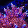 TSA Bottle Rocket Acropora Coral