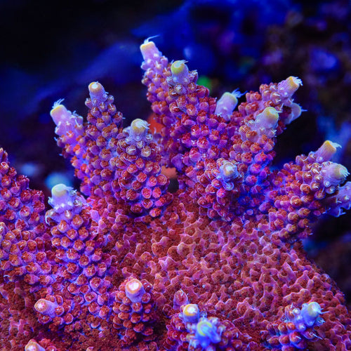 TSA Bottle Rocket Acropora Coral