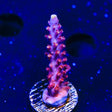 TSA Bottle Rocket Acropora Coral