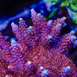 TSA Bottle Rocket Acropora Coral