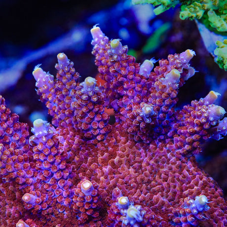TSA Bottle Rocket Acropora Coral