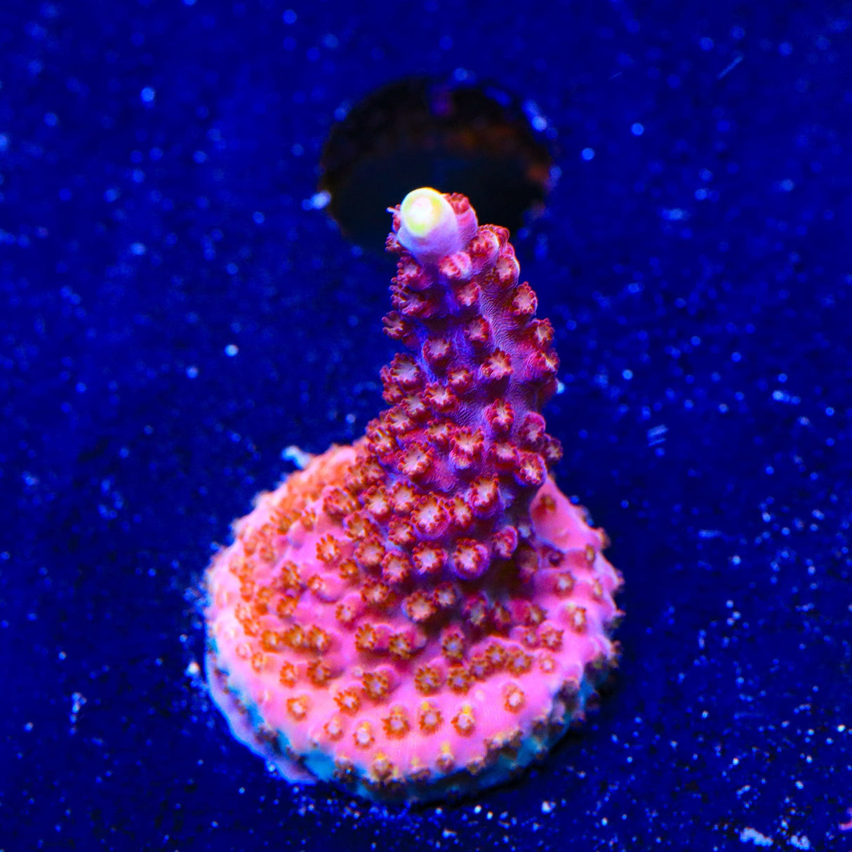 TSA Bottlerocket Acropora Coral