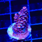 TSA Bottlerocket Acropora Coral