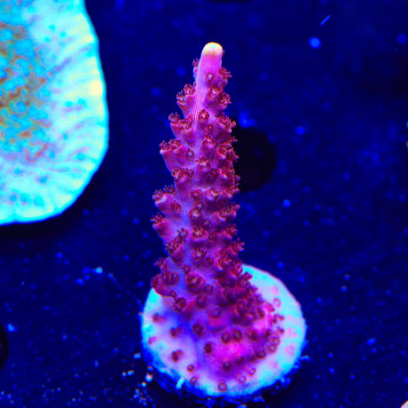 TSA Bottlerocket Acropora Coral