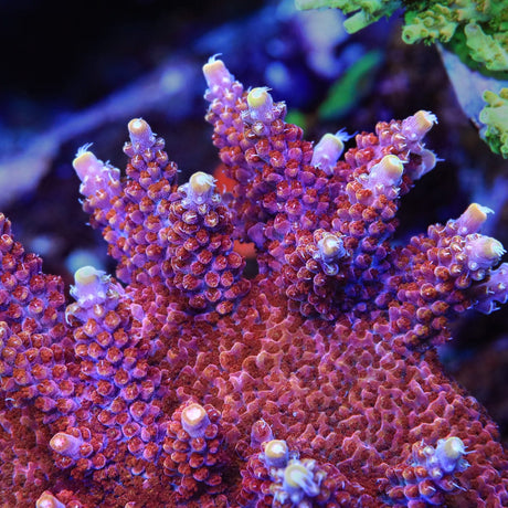 TSA Bottlerocket Acropora Coral