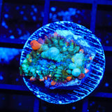 TSA Bozos Revenge Bounce Rhodactis Mushroom Coral