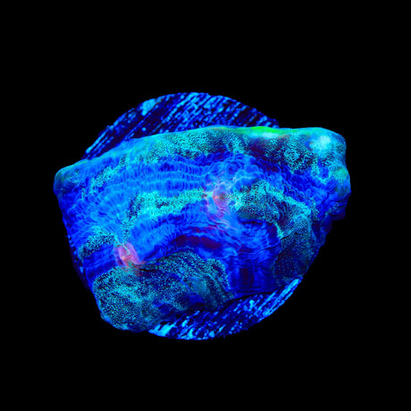 TSA Braveheart Chalice Coral