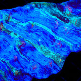 TSA Braveheart Chalice Coral