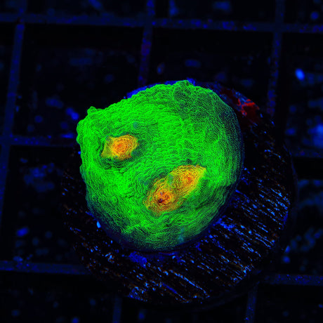 TSA Bright Side of the Moon Chalice Coral