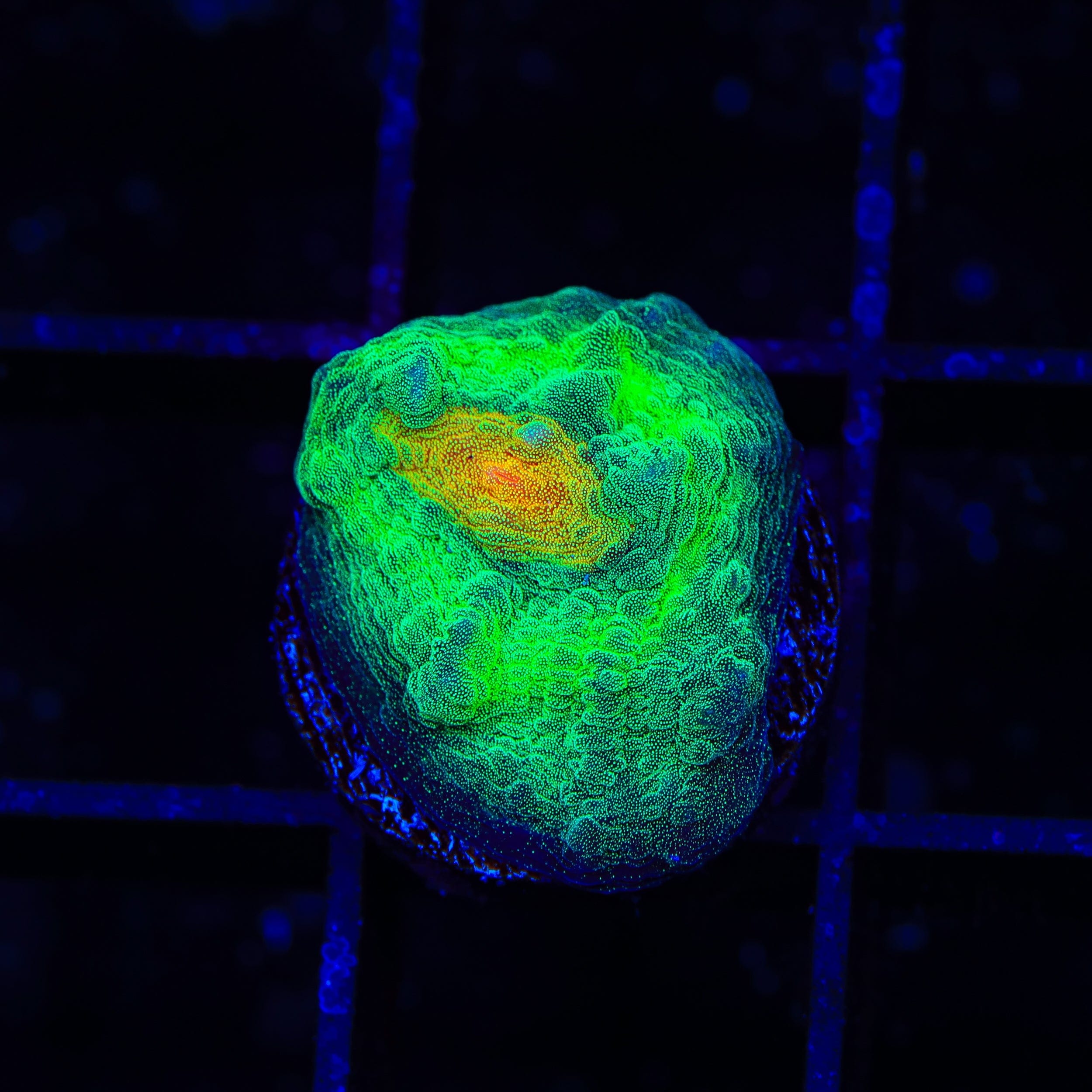 TSA Bright Side of the Moon Chalice Coral – Top Shelf Aquatics