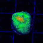 TSA Bright Side of the Moon Chalice Coral