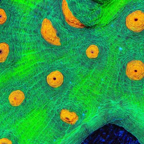 TSA Bright Side of the Moon Chalice Coral
