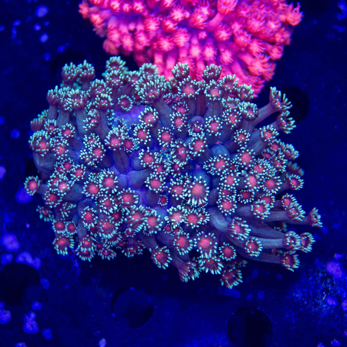 TSA Bubblegum Nebula Goniopora