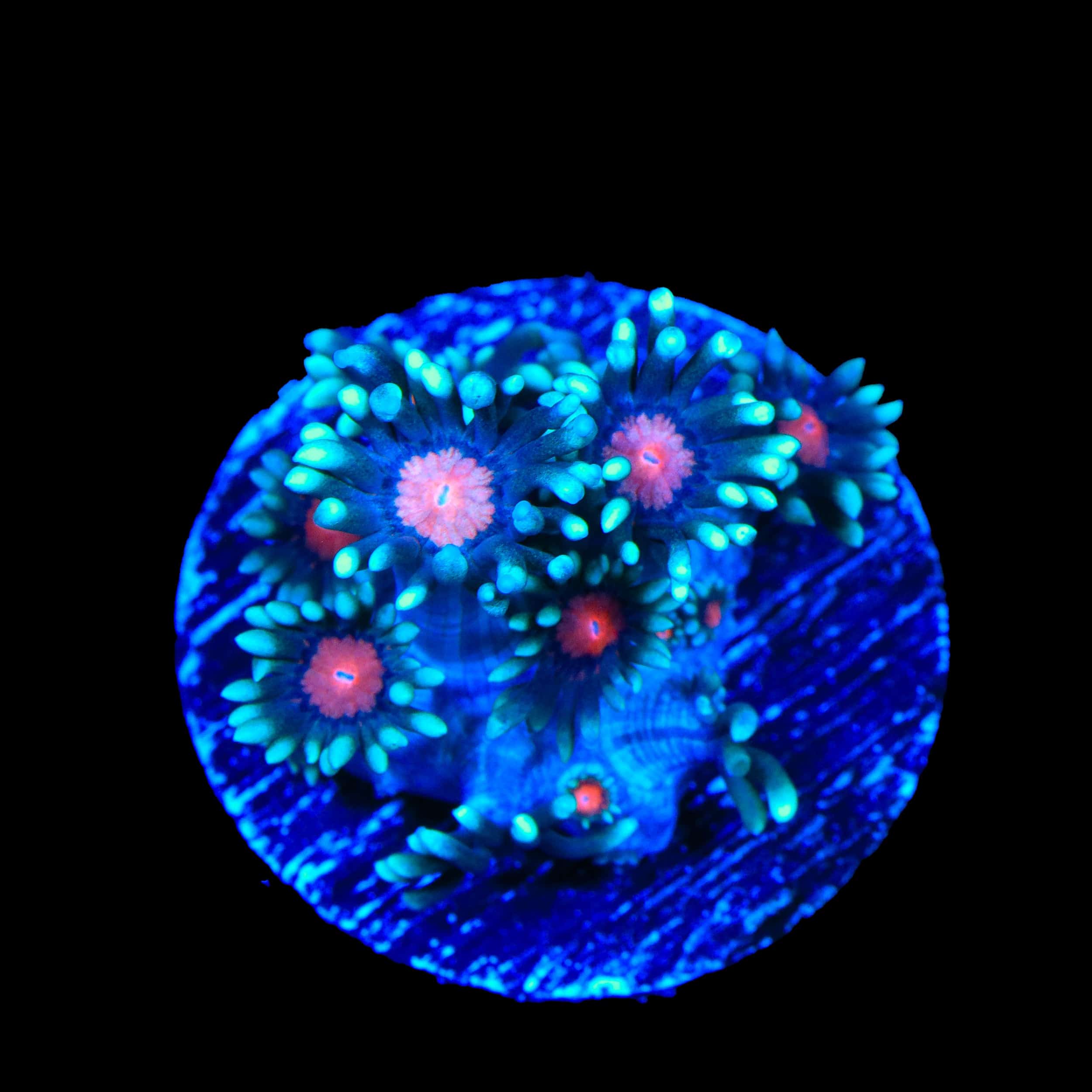 TSA Bubblegum Nebula Goniopora Coral – Top Shelf Aquatics