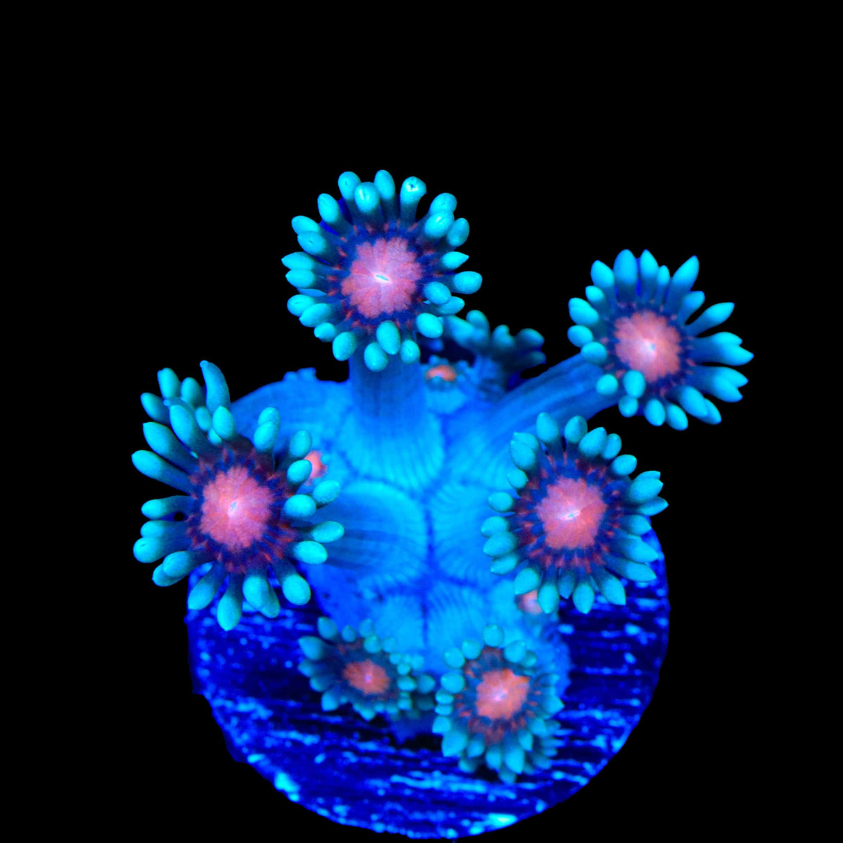 TSA Bubblegum Nebula Goniopora Coral