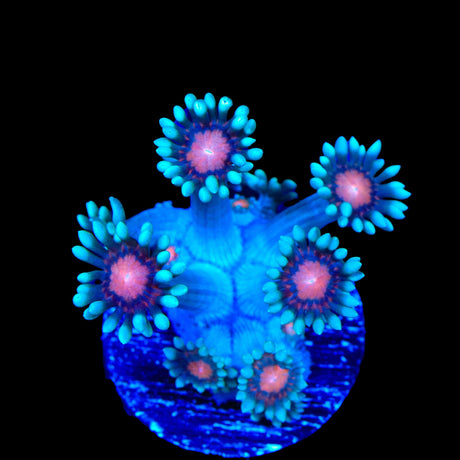 TSA Bubblegum Nebula Goniopora Coral