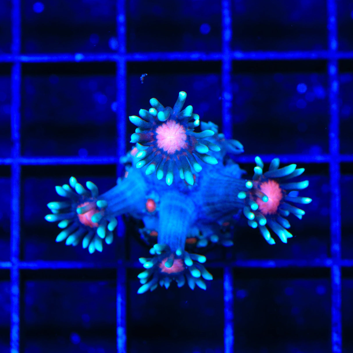 TSA Bubblegum Nebula Goniopora Coral