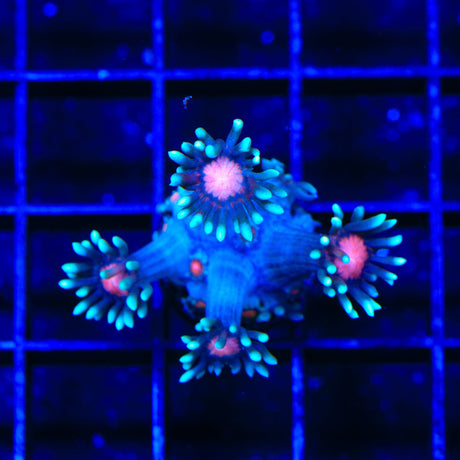 TSA Bubblegum Nebula Goniopora Coral