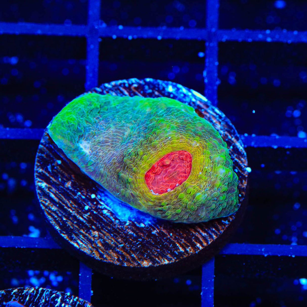 TSA Bubblegum Nightmare Chalice Coral