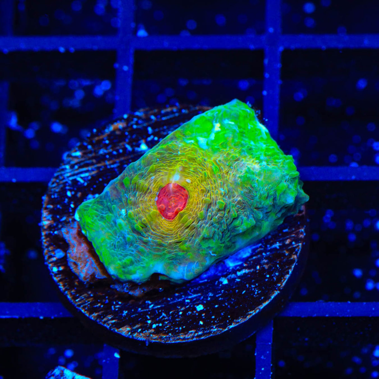 TSA Bubblegum Nightmare Chalice Coral