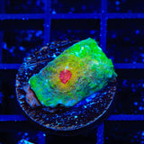 TSA Bubblegum Nightmare Chalice Coral